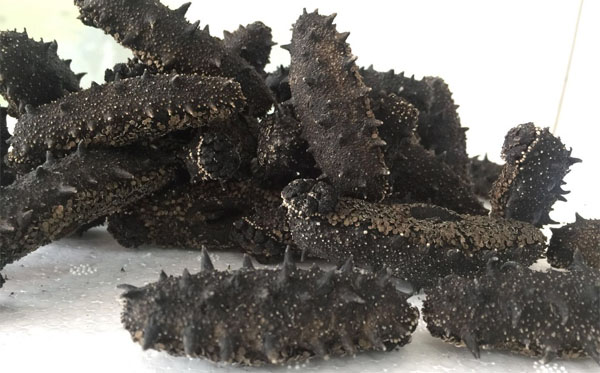 長(zhǎng)島龍潛海產(chǎn)品：大欽島野生海參的海洋生態(tài)價(jià)值與營(yíng)養(yǎng)解析