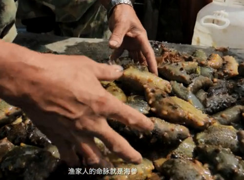 秋冬季，砣磯島海參捕撈好時機